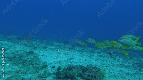 Shoal of beautiful colourful sweetlips tropical fish with yellow stripes in blue water of Indo-Pacific ocean, Timor-Leste, Southeast Asia photo