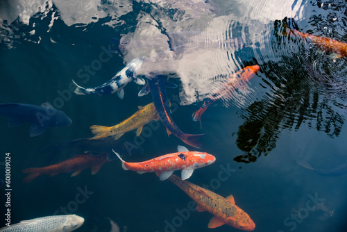 日本庭園の池を泳ぐ錦鯉 © Fredio