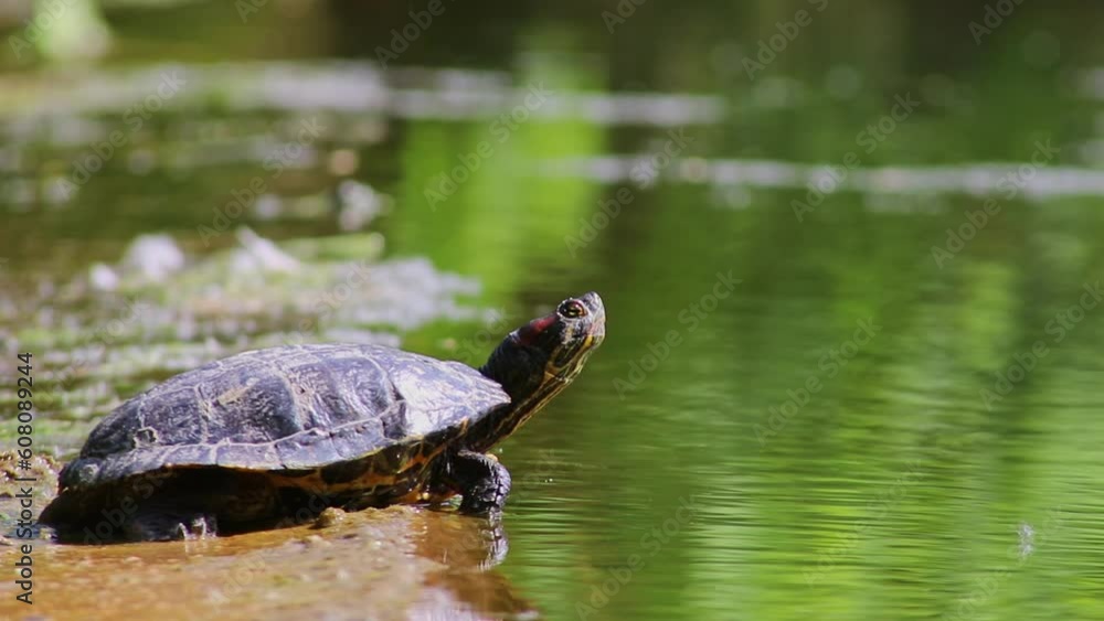 Sunbathing turtle at the shore of a lake warming up in the sunshine as reptiles in natural environment slow walking but fast swimming and deep diving attentive tortoises and exotic pets in garden pond Sunbathing turtle at the shore of a lake warming up in the sunshine as reptiles in natural environment slow walking but fast swimming and deep diving attentive tortoises and exotic pets in garden pond