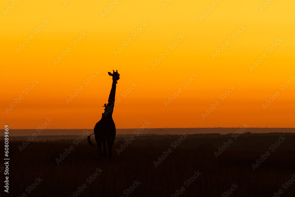 silhouette of Giraffe silhouette of Giraffe