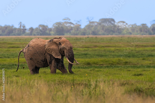 elephant in the savannah © Sasidhar