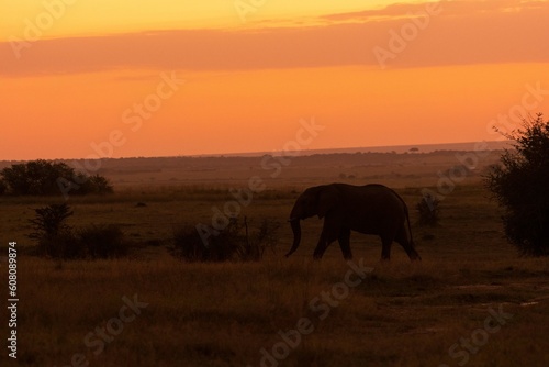 elephant in the sunset © Sasidhar