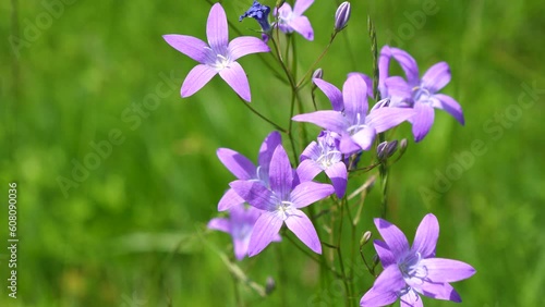 Bell spreading in a forest glade. Campanula patula. Spreading Bellflower in bloom on a glade in the summer forest. photo