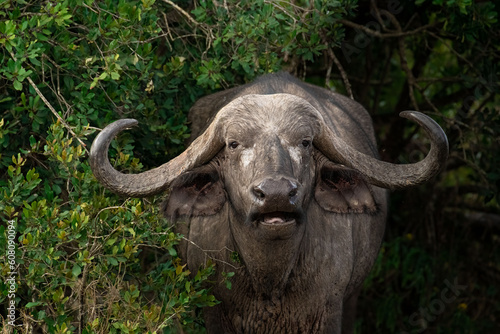 Straight Face : Cape Buffalo © Sasidhar