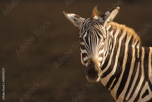 portrait of zebra