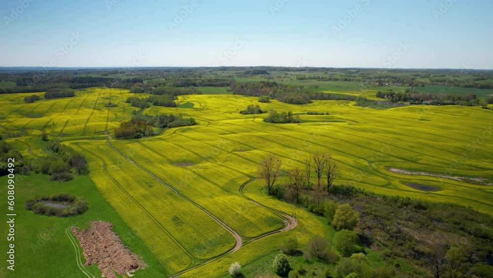 Aerial View Over Yellow Field Of Blooming Rapeseed With A Blue Sky. Dolly Right Shot Aerial View Over Yellow Field Of Blooming Rapeseed With A Blue Sky. Dolly Right Shot