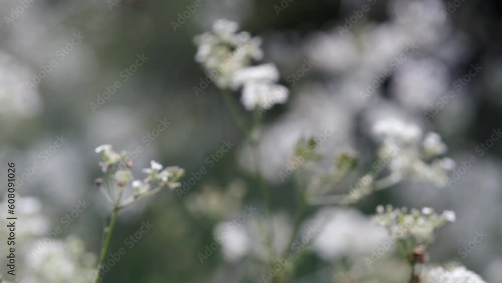 Pure white wild Cow Parsley blowing in the wind growing in a hedgerow, Worcestershire, England. Pure white wild Cow Parsley blowing in the wind growing in a hedgerow, Worcestershire, England.