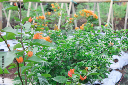 A flourishing flower garden full of blooming flowers