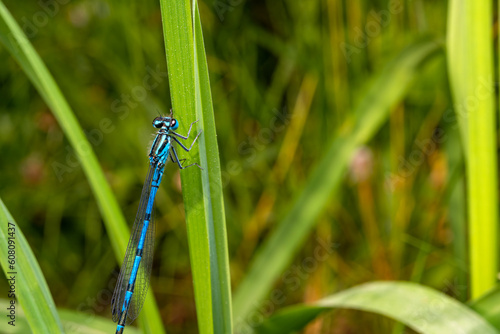 Macro shot of azure damselfly dragonfly