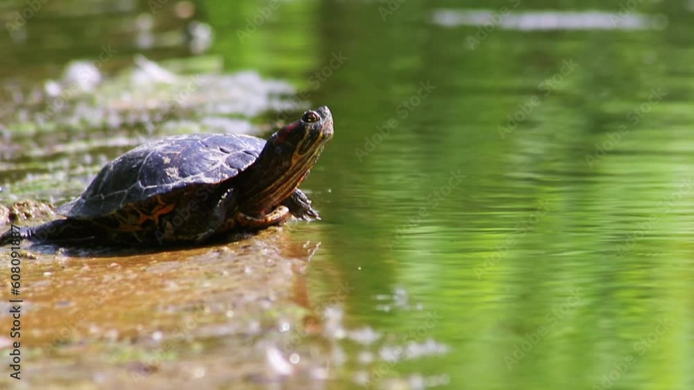 Sunbathing turtle at the shore of a lake warming up in the sunshine as reptiles in natural environment slow walking but fast swimming and deep diving attentive tortoises and exotic pets in garden pond Sunbathing turtle at the shore of a lake warming up in the sunshine as reptiles in natural environment slow walking but fast swimming and deep diving attentive tortoises and exotic pets in garden pond