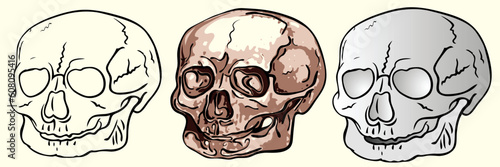 Image of the various human skulls.  This filet is vector, can be scaled to any size without loss of quality