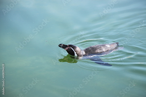 humboldt penguin (Spheniscus humboldti) swims in the sea