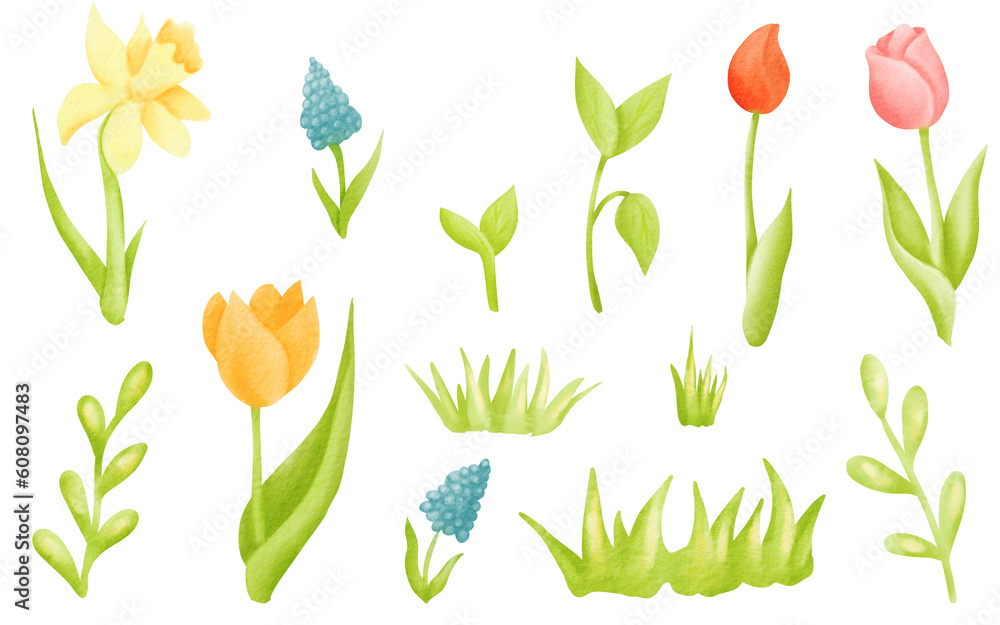Watercolor cartoon floral illustration set tulips, narcissist, daffodil. Botanical collection of wild and garden plants for your design. Set: flowers, branches, herbs. Isolated digital elements.
