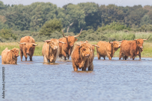 Black and red Highland cows in the Dutch Dunes 
