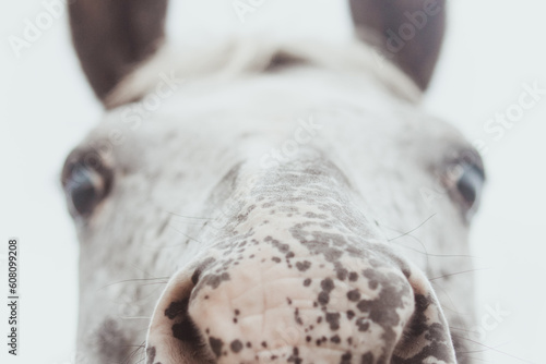Nose of an Appaloosa horse