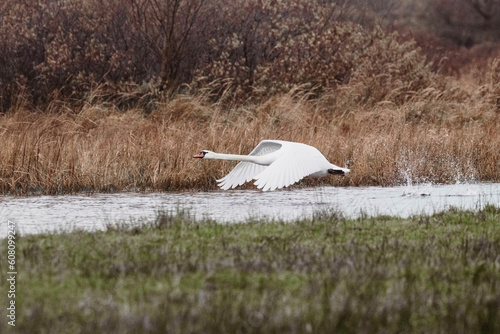 Fototapeta Naklejka Na Ścianę i Meble -  White swan taking off