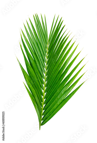 Green leaves pattern leaf palm tree isolated