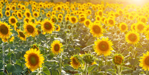 Fototapeta Naklejka Na Ścianę i Meble -  Sunflower garden. field of blooming sunflowers against the backdrop of sunset. The best kind of sunflower in bloom. Growing sunflowers to make oil