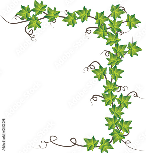 Green ivy. Vector Illustration  Green ivy. Vector Illustration