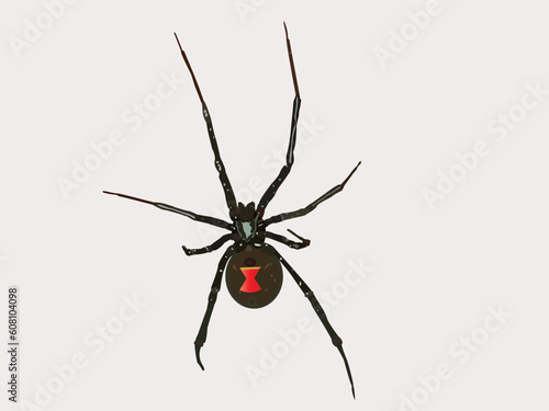 Black widow spider © Designpics
