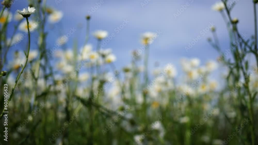 Daisy Chamomile background. Beautiful nature scene with blooming chamomilles in sun flare. Sunny day. Summer flowers. Daisy Chamomile background. Beautiful nature scene with blooming chamomilles in sun flare. Sunny day. Summer flowers.