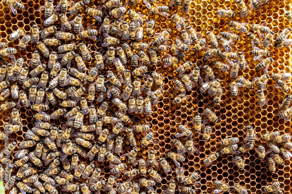 Abstract hexagon structure is honeycomb from bee hive filled Abstract hexagon structure is honeycomb from bee hive filled