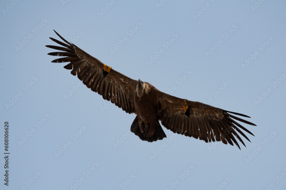 Gyps fulvus volando con fondo de cielo azul, Alcoy, España Gyps fulvus volando con fondo de cielo azul, Alcoy, España