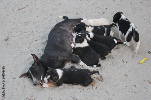 Photography Abandoned puppies drinking mother's breast milk, Homeless dogs drinking milk, St
