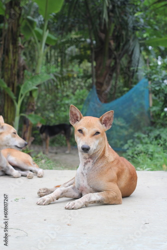 Homeless dog sitting on the roadside, Abandoned dog peacefully waiting for food, stray dog starving at the park