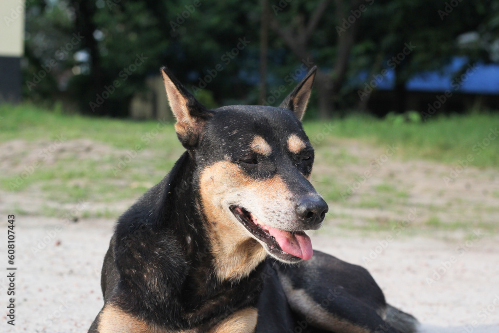 Homeless dog sitting on the roadside, Abandoned dog peacefully waiting for food, stray dog starving at the park Homeless dog sitting on the roadside, Abandoned dog peacefully waiting for food, stray dog starving at the park