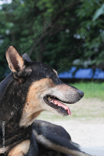 Homeless dog sitting on the roadside, Abandoned dog peacefully waiting for food, stray dog starving at the park