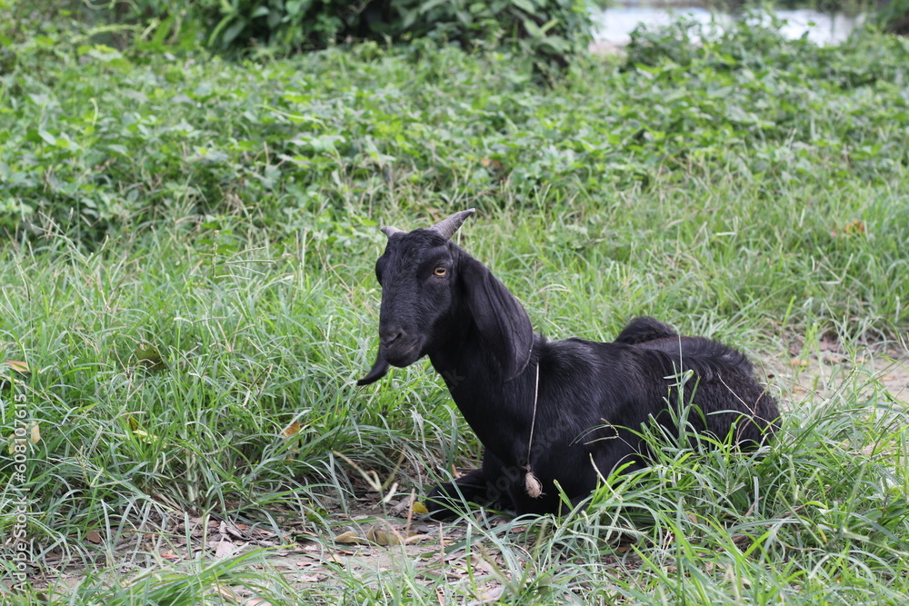 Sheep grazing in the meadow, Goat farming for milk and meat production, Sheep grazing green natural grass Sheep grazing in the meadow, Goat farming for milk and meat production, Sheep grazing green natural grass