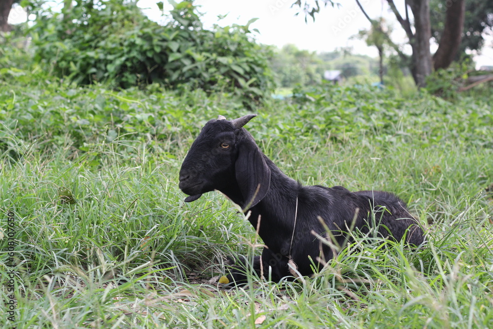 Sheep grazing in the meadow, Goat farming for milk and meat production, Sheep grazing green natural grass Sheep grazing in the meadow, Goat farming for milk and meat production, Sheep grazing green natural grass