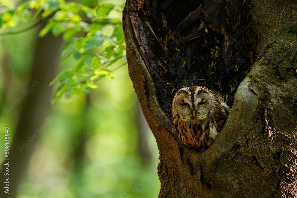 Owl sitting in the hollow beech tree in the green spring forest. Symbol of wisdom. Strix aluco, wildlife, Slovakia. Owl sitting in the hollow beech tree in the green spring forest. Symbol of wisdom. Strix aluco, wildlife, Slovakia.