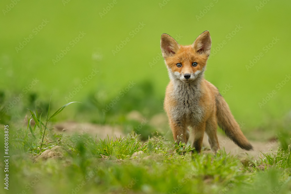 Fototapeta premium Cute little red fox cub on the edge of the green meadow looking into the camera. Vulpes vulpes, wildlife, Slovakia.