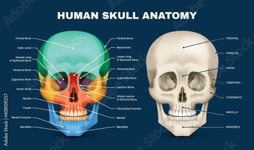 Skull Anatomy Infographic