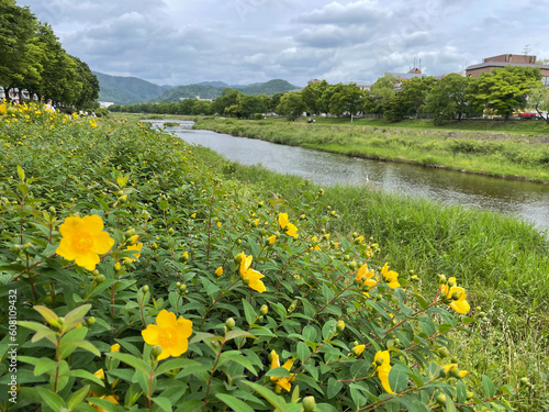 川沿いに咲く黄色い花