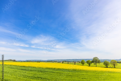 Blooming rapeseed field in a rural landscape view