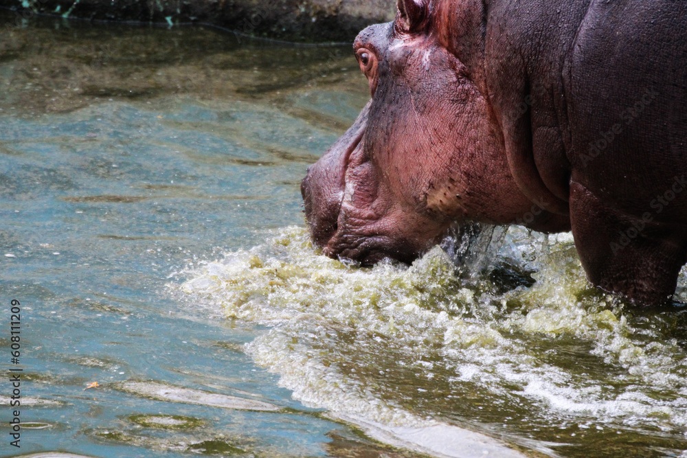 Hippopotamus beating the heat!! Hippopotamus beating the heat!!