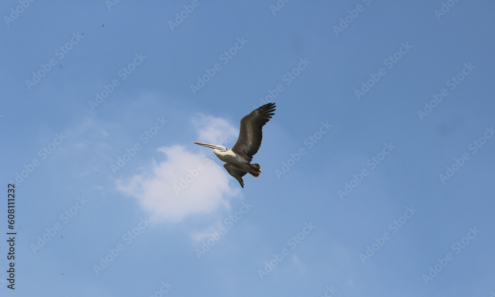 Obraz premium Embracing the limitless sky, where birds find their paradise.