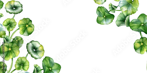 Board of centella asiatica, herbal plants watercolor illustration isolated on white. Pennywort, gotu kola, rounded leaves banner hand drawn. Design for package, label, herbal plants background