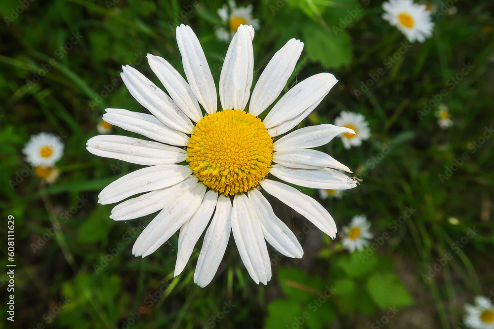 Fototapeta premium Daisy flower petals flowering detail close up nature natural beautiful