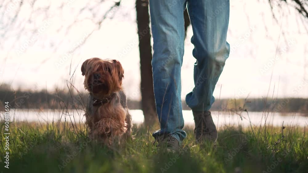 Walk with dog.Active lifestyle.Walk in forest park with pet.Animal dog runs through grass in forest park.Young man walking in forest in nature with dog.Hiking in forest. Active healthy hiking with pet Walk with dog.Active lifestyle.Walk in forest park with pet.Animal dog runs through grass in forest park.Young man walking in forest in nature with dog.Hiking in forest. Active healthy hiking with pet