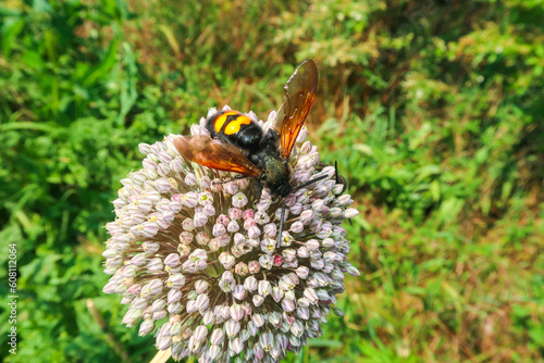 Scolia hirta insect bee bumblebee flower detail laid close up photo