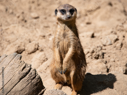 Meerkat