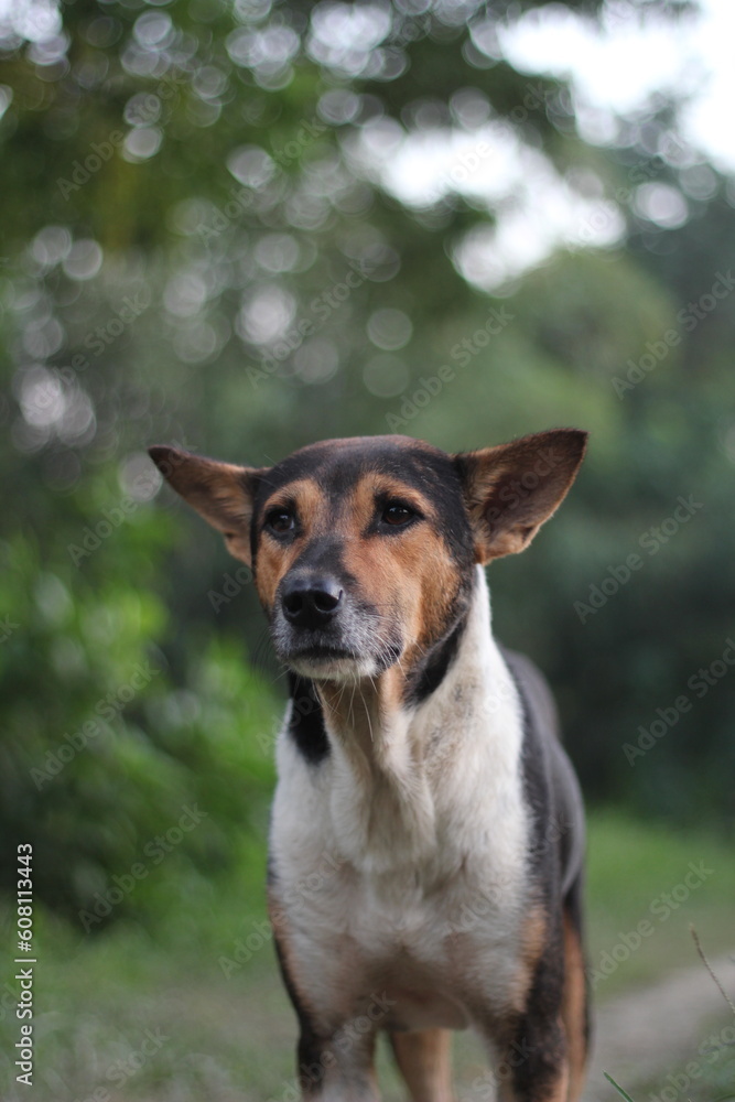 Abandoned pet dog roaming in the park, Homeless stray dog starving in the roadside Abandoned pet dog roaming in the park, Homeless stray dog starving in the roadside