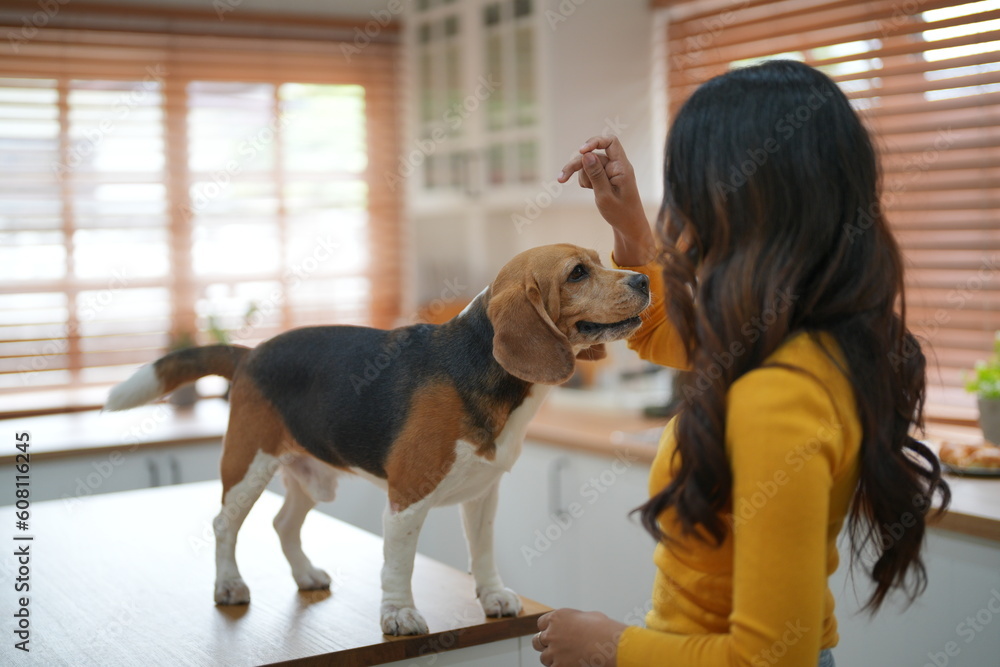 Young woman playing with her dog at home