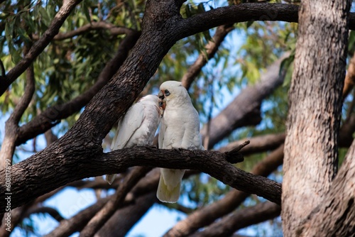 white parrot on branch
