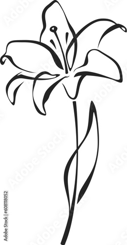 Lily flower. Black line drawing of lily flower isolated on a white background. Vector line art illustration