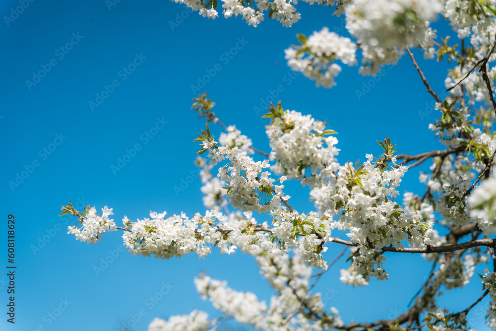 Close-up of flowering trees in spring